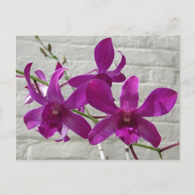 Violetta exotiska orkidéblommor vykort (Framsida)
