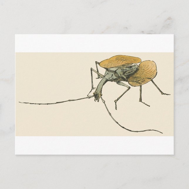 Violin Beetle Vykort (Framsida)