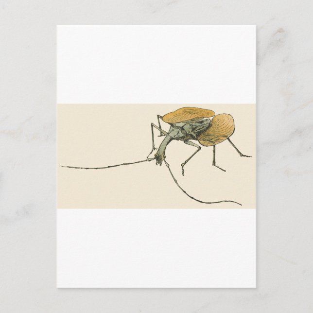 Violin Beetle Vykort (Framsida)