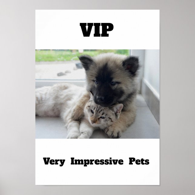 VIP Mycket imponerande Pets Cute cat-hund Poster (Framsidan)