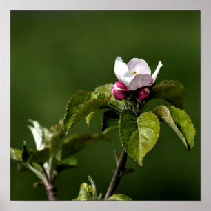 Virginia Apple blommar Poster