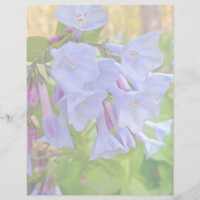 Virginia Bluebells Coordinations Items (Framsida)