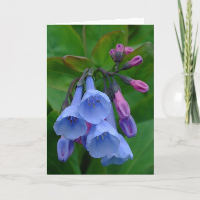 Virginia Bluebells, kort (Framsida)