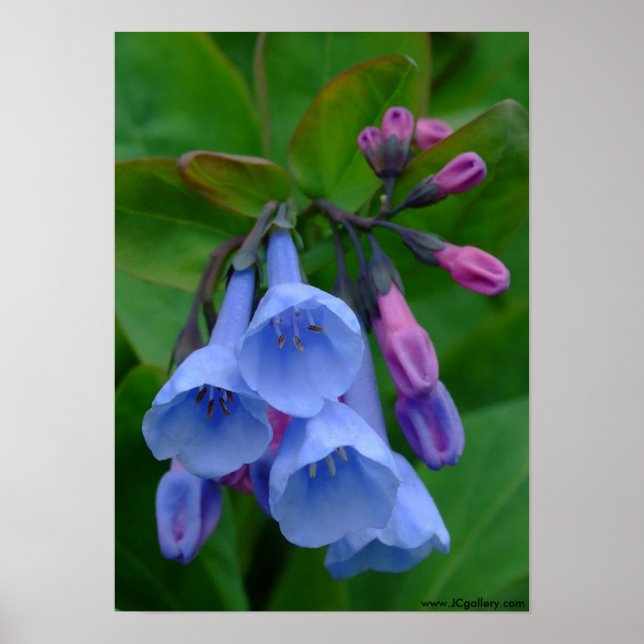 Virginia Bluebells, Poster (Framsidan)