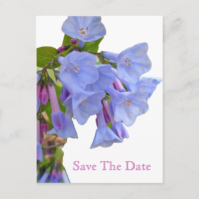 Virginia Bluebells Spara datum Meddelande Vykort (Framsida)