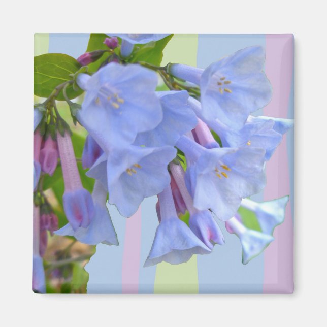 Virginia Bluebells WildblomMagnet Magnet (Framsidan)