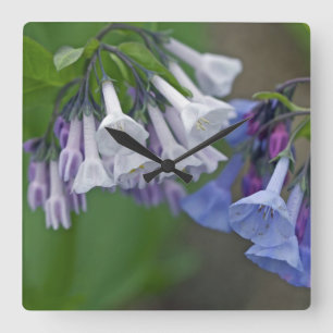 Virginia Bluebells Wildblommor Fyrkantig Klocka