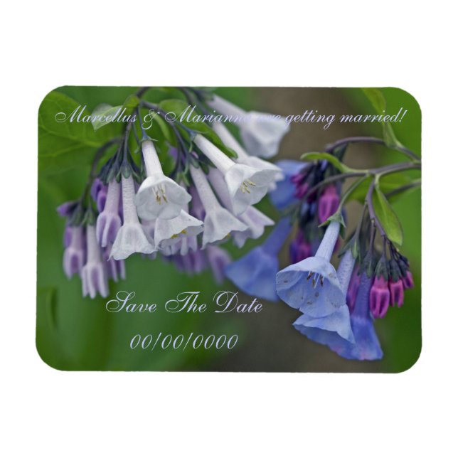 Virginia Bluebells Wildblommor - Spara datumet Magnet (Horisontell)