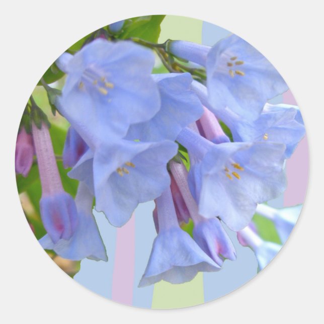 Virginia Bluebells WildblommSticker Runt Klistermärke (Framsida)