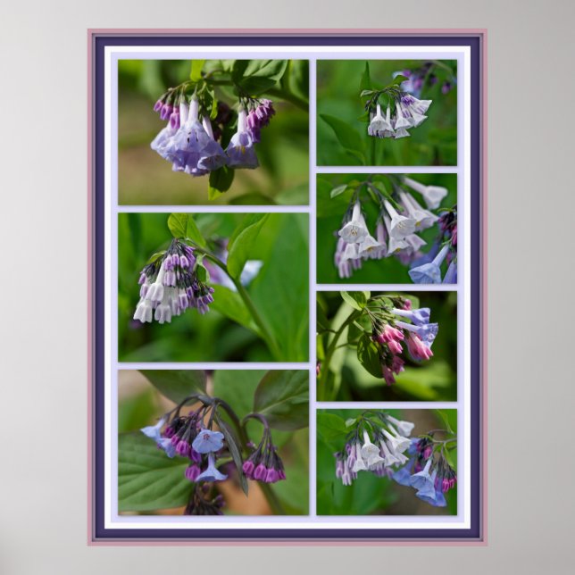 Virginia Bluebells Wildflowers Poster (Framsidan)