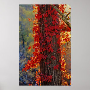 Virginia Creeper ljusröd på hösten Poster