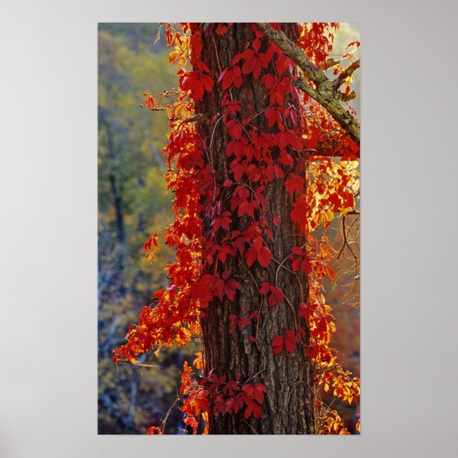 Virginia Creeper ljusröd på hösten Poster (Framsidan)