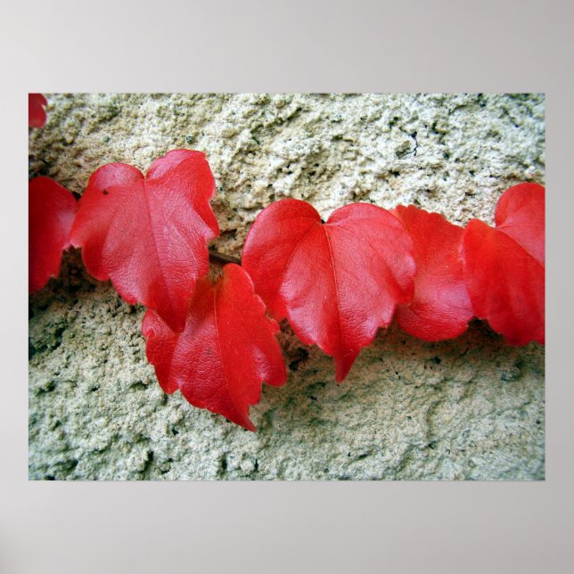 Virginia Creeper Löv Poster (Framsidan)