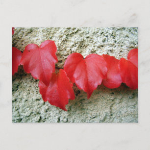 Virginia Creeper Lövs vykort