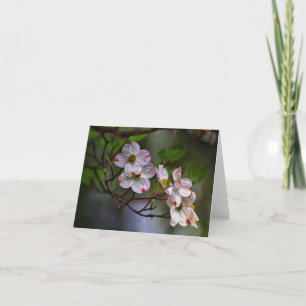 Virginia Dogwood Kort
