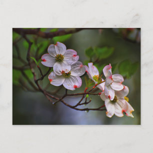 Virginia Dogwood Vykort