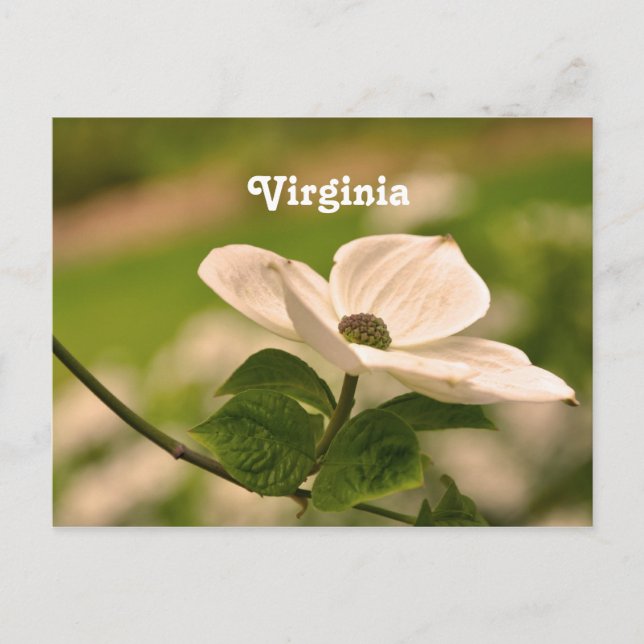 Virginia Dogwood Vykort (Framsida)