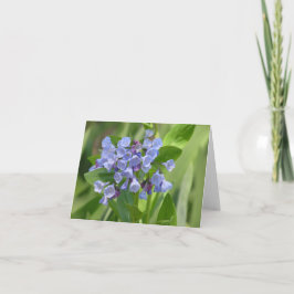 Virginia-kort (Mertensia virginica) Helgkort