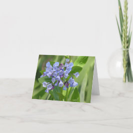 Virginia-kort (Mertensia virginica) Helgkort