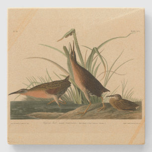 Virginia Rail från Audubon's Birds of America Stenunderlägg