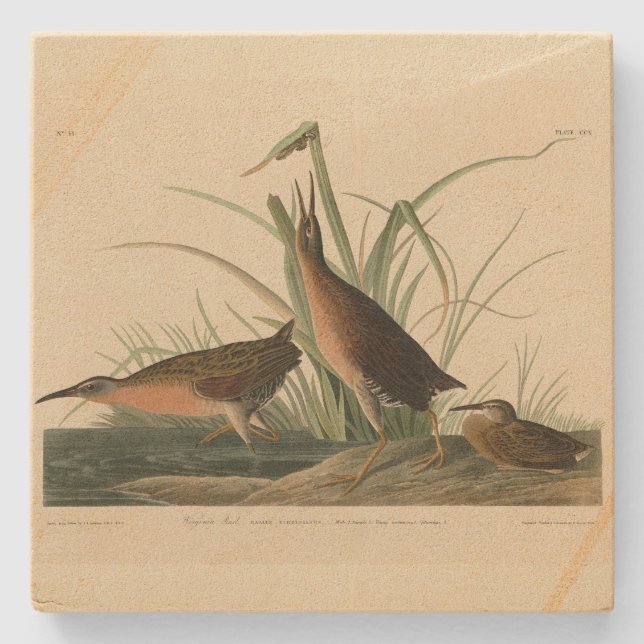 Virginia Rail från Audubon's Birds of America Stenunderlägg (Framsidan)