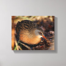 Virginia Rail i Underbrush