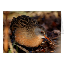 Virginia Rail i Underbrush Hälsningskort