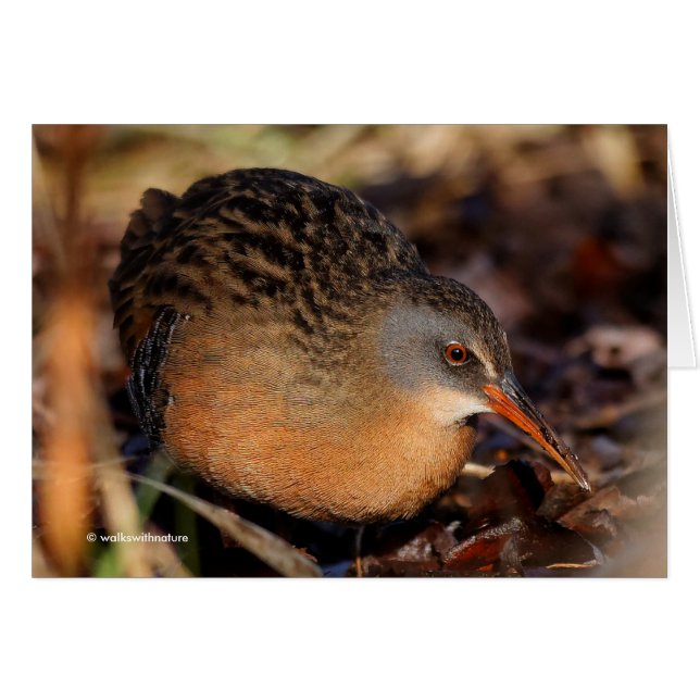 Virginia Rail i Underbrush Hälsningskort (Framsidan Horizontal)