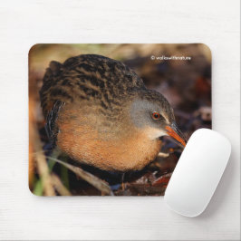 Virginia Rail Waterbird i Underbrush Musmatta