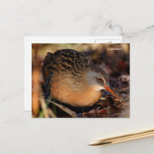 Virginia Rail Waterbird i Underbrush Vykort