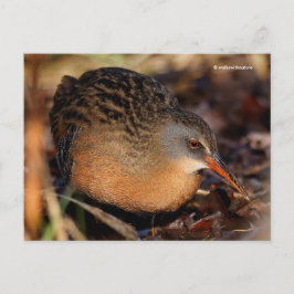 Virginia Rail Waterbird i Underbrush Vykort