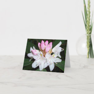 Virginia Rhododendron Kort