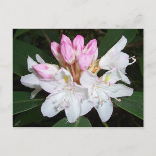 Virginia Rhododendron Vykort