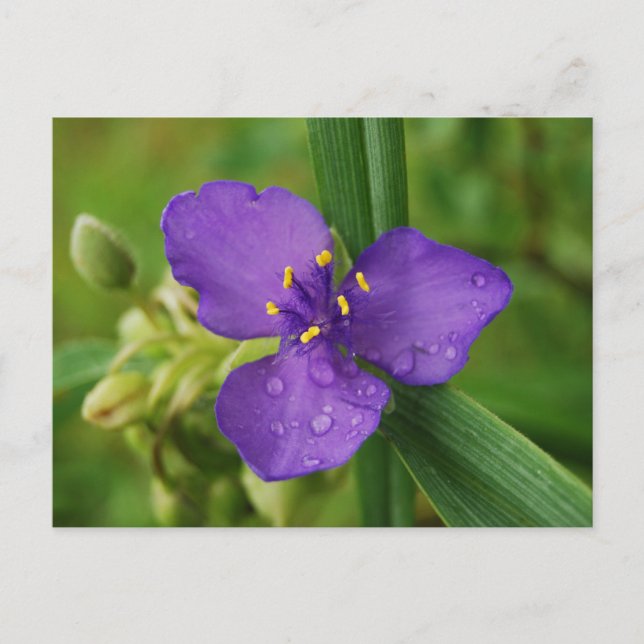 Virginia Spiderwort Flower vycard Vykort (Framsida)