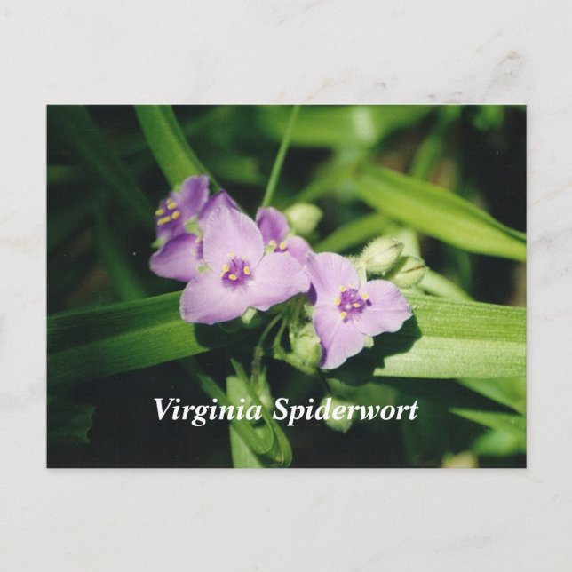 Virginia Spiderwort Vykort (Framsida)