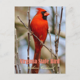 Virginia State Bird - Northern Kardinal Vykort