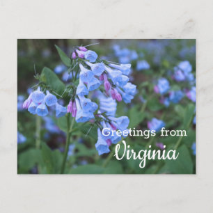 Virginia State Bluebell Flowers Postcard Vykort