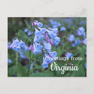 Virginia State Bluebell Flowers Postcard Vykort