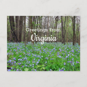 Virginia State Bluebell Flowers Vykort