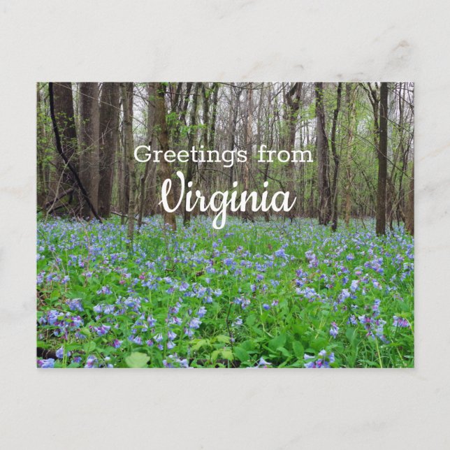 Virginia State Bluebell Flowers Vykort (Framsida)