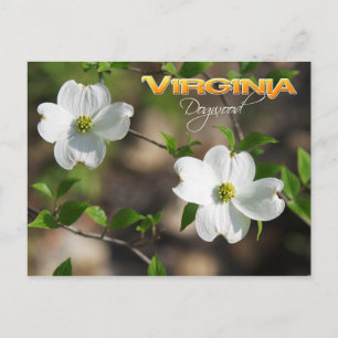 Virginia State Flower: Blommar Dogwood Vykort