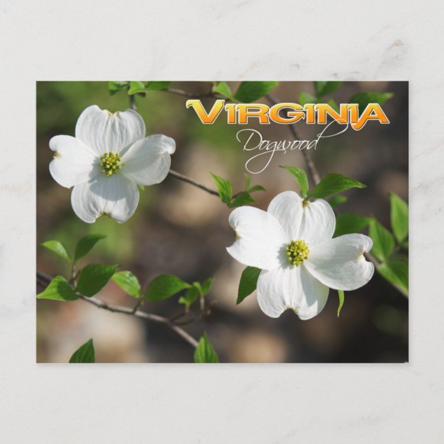 Virginia State Flower: Blommar Dogwood Vykort (Framsida)