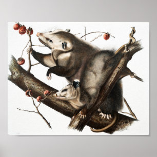 Virginian Opossum Didelphis Virginia Illustration Poster