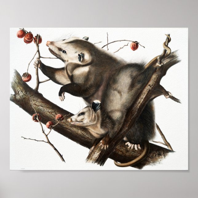 Virginian Opossum Didelphis Virginia Illustration Poster (Framsidan)