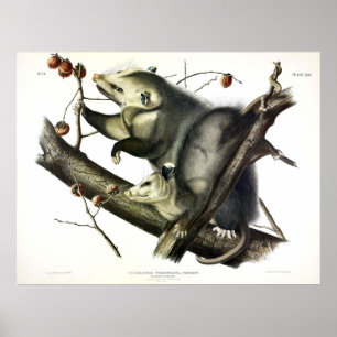 Virginian Opossum (Didelphis Virginiana) av Audubo Poster