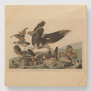 Virginian Partridge, Audubon's Birds of America Stenunderlägg