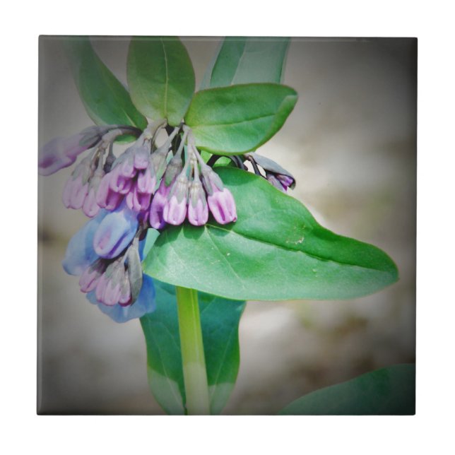 Virginina Bluebells Kakelplatta (Framsidan)
