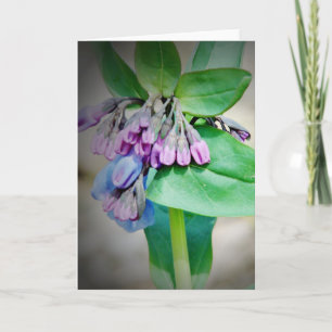 Virginina Bluebells Kort