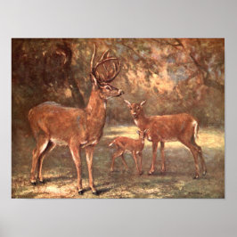 Virginisk hjort, aka White Tailed Deer av CE Swan Poster