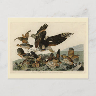 Virginisk Rapphöna, Audubon's Birds of America Vykort